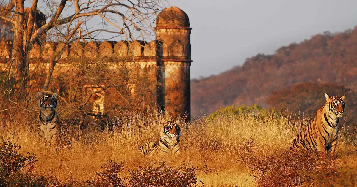 Ranthambore